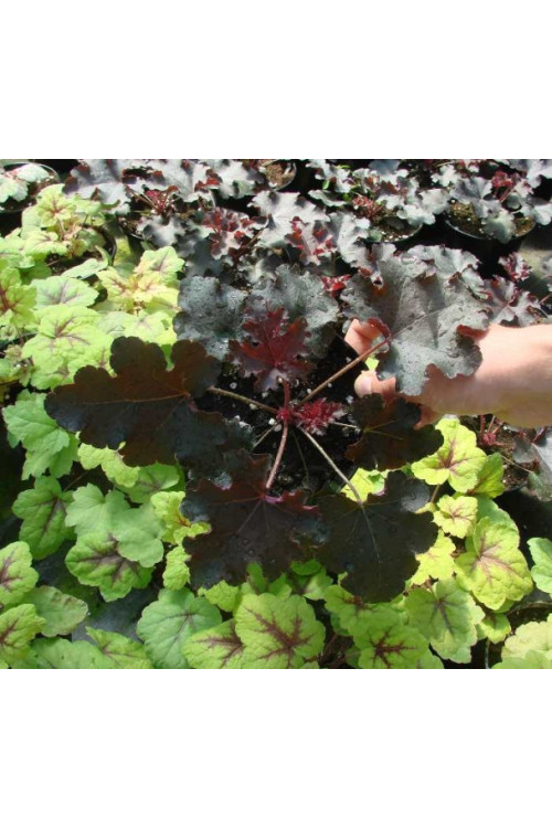 Żurawka 'Purple Petticoats' Heuchera