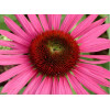Jeżówka 'Green Eyes' Echinacea