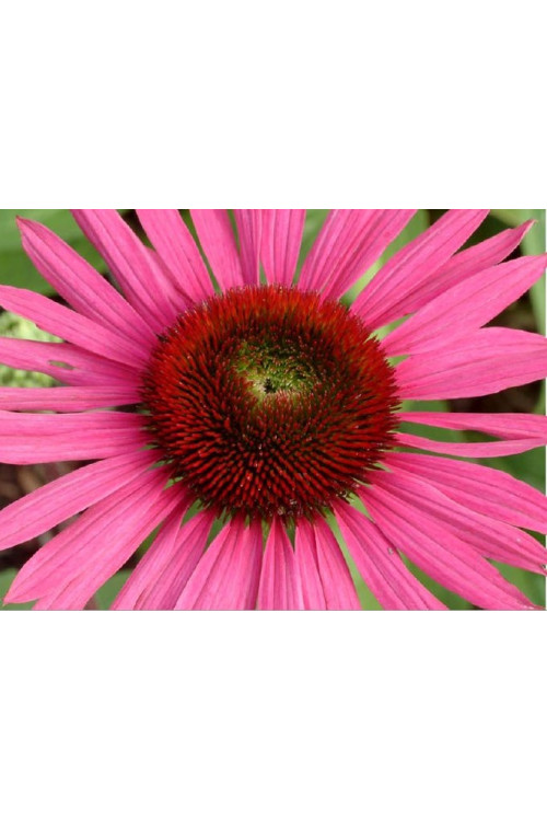 Jeżówka 'Green Eyes' Echinacea