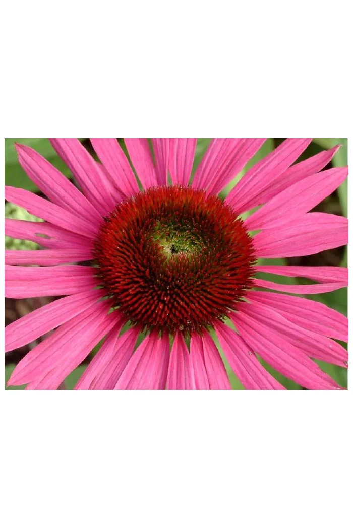 Jeżówka 'Green Eyes' Echinacea