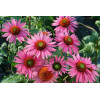 Jeżówka 'Green Eyes' Echinacea