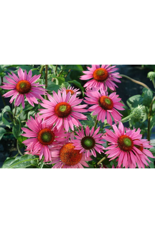 Jeżówka 'Green Eyes' Echinacea