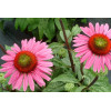 Jeżówka 'Green Eyes' Echinacea