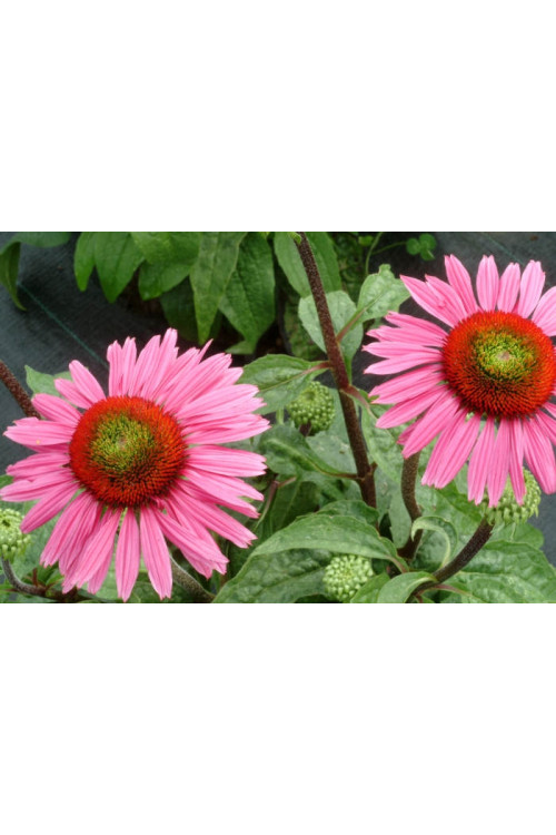 Jeżówka 'Green Eyes' Echinacea