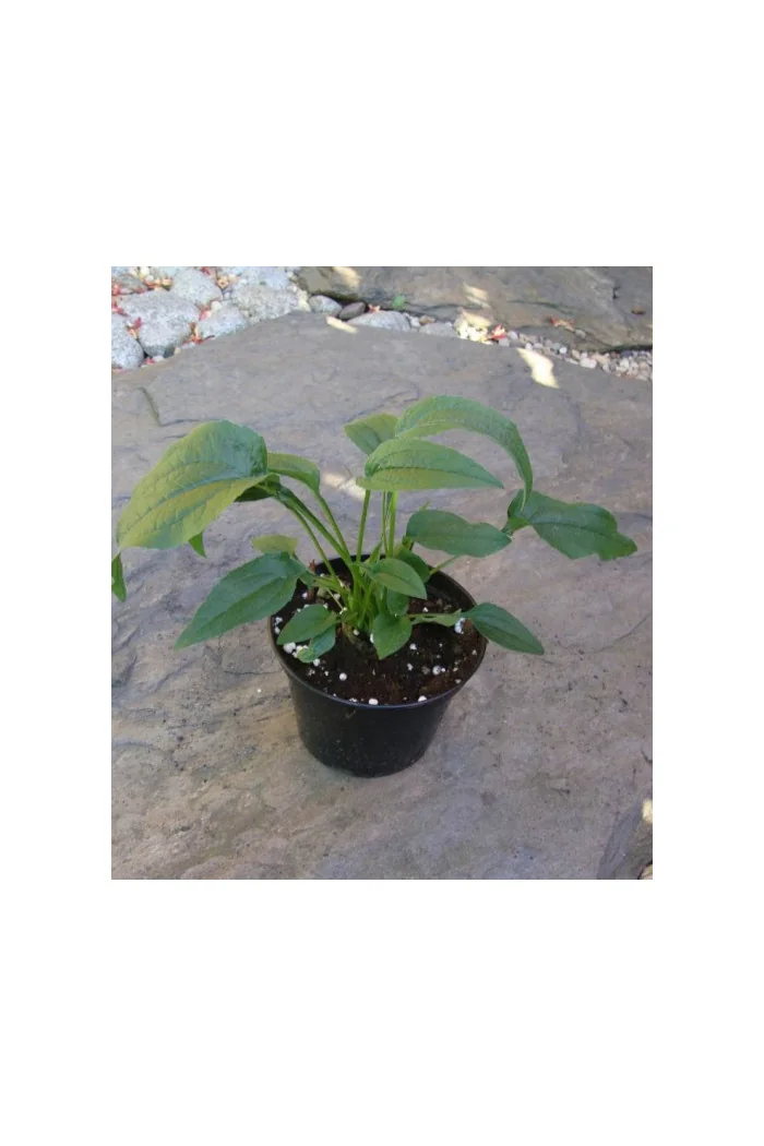 Jeżówka 'Green Eyes' Echinacea