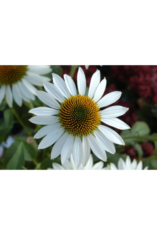 Jeżówka 'Purity' Echinacea