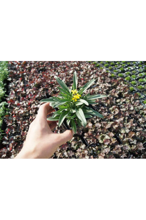 Lak 'Canaries Yellow' Erysimum hybridum