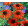 Jeżówka 'Tangerine Dream' Echinacea