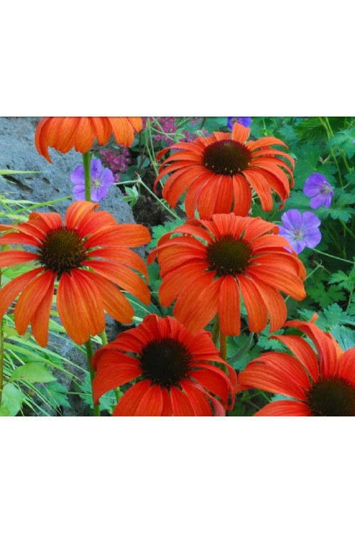 Jeżówka 'Tangerine Dream' Echinacea