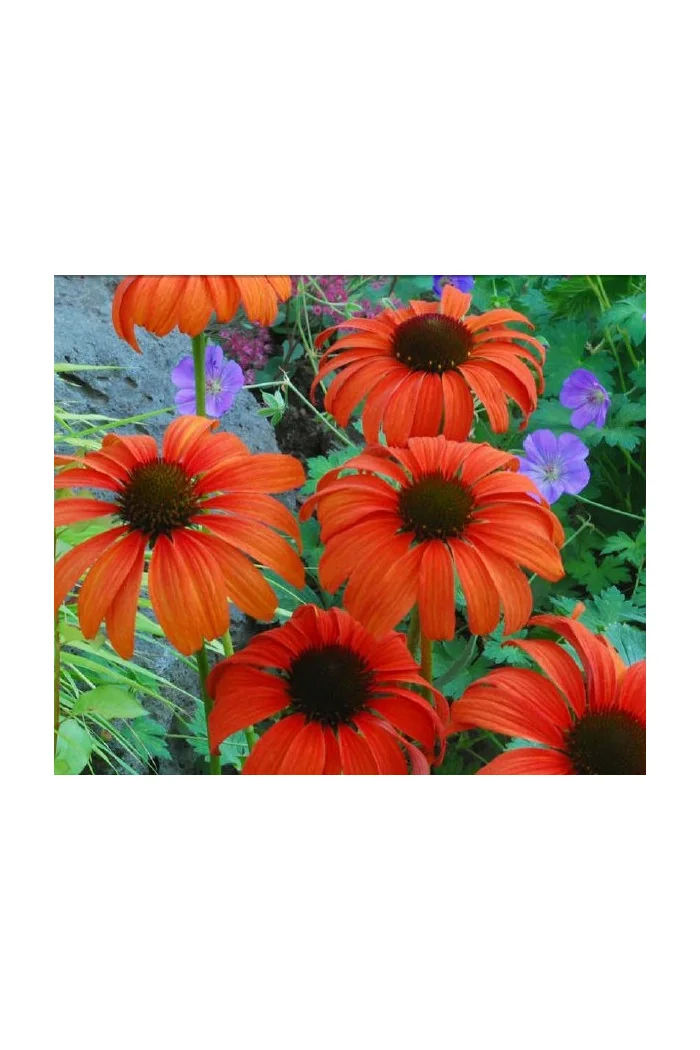 Jeżówka 'Tangerine Dream' Echinacea