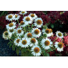 Jeżówka 'Purity' Echinacea