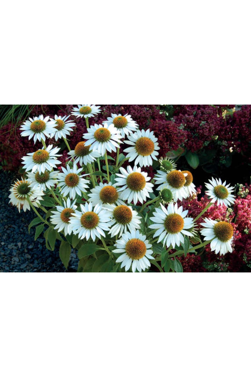Jeżówka 'Purity' Echinacea