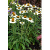 Jeżówka 'Purity' Echinacea