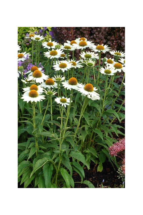 Jeżówka 'Purity' Echinacea