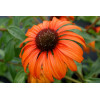Jeżówka 'Tangerine Dream' Echinacea