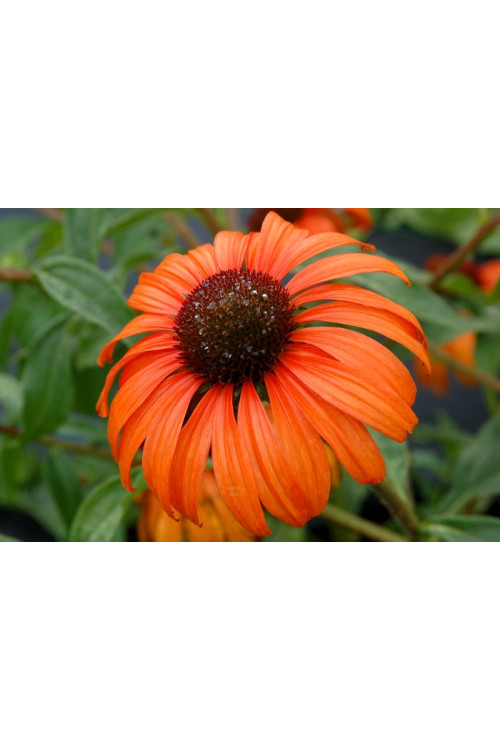 Jeżówka 'Tangerine Dream' Echinacea