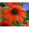 Jeżówka 'Tangerine Dream' Echinacea