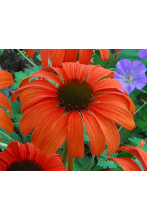 Jeżówka 'Tangerine Dream' Echinacea