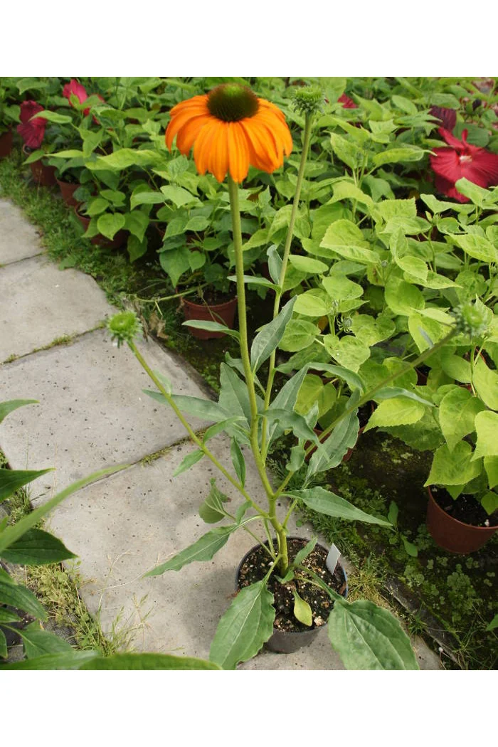 Jeżówka 'Tangerine Dream' Echinacea