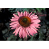 Jeżówka 'Ruby Giant' Echinacea