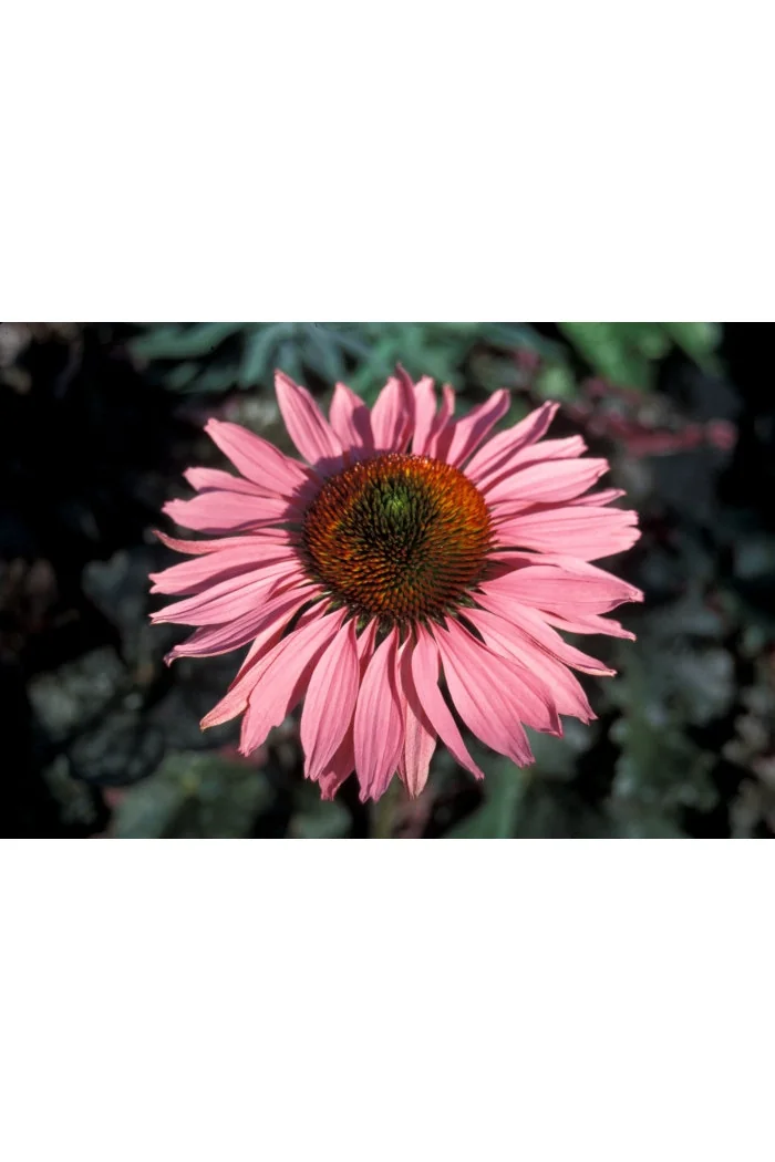 Jeżówka 'Ruby Giant' Echinacea