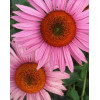 Jeżówka 'Ruby Giant' Echinacea