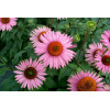 Jeżówka 'Ruby Giant' Echinacea
