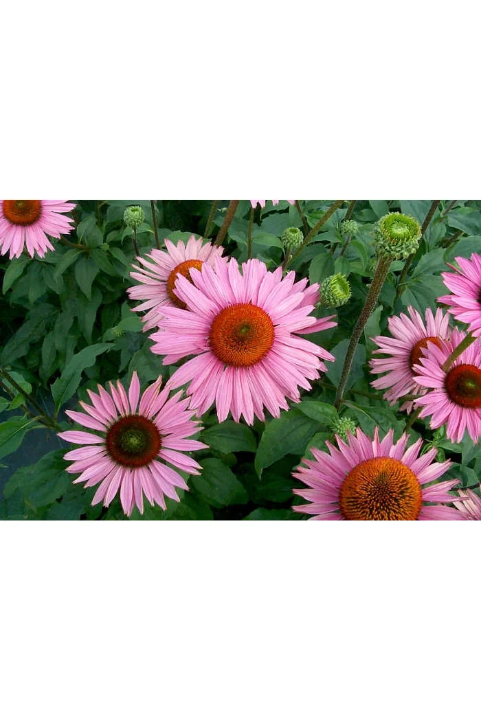 Jeżówka 'Ruby Giant' Echinacea