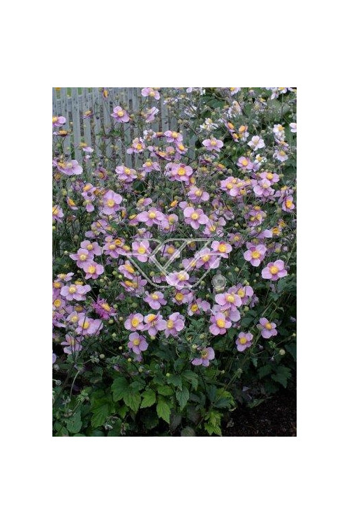 Zawilec japoński 'Praecox' Anemone hupehensis