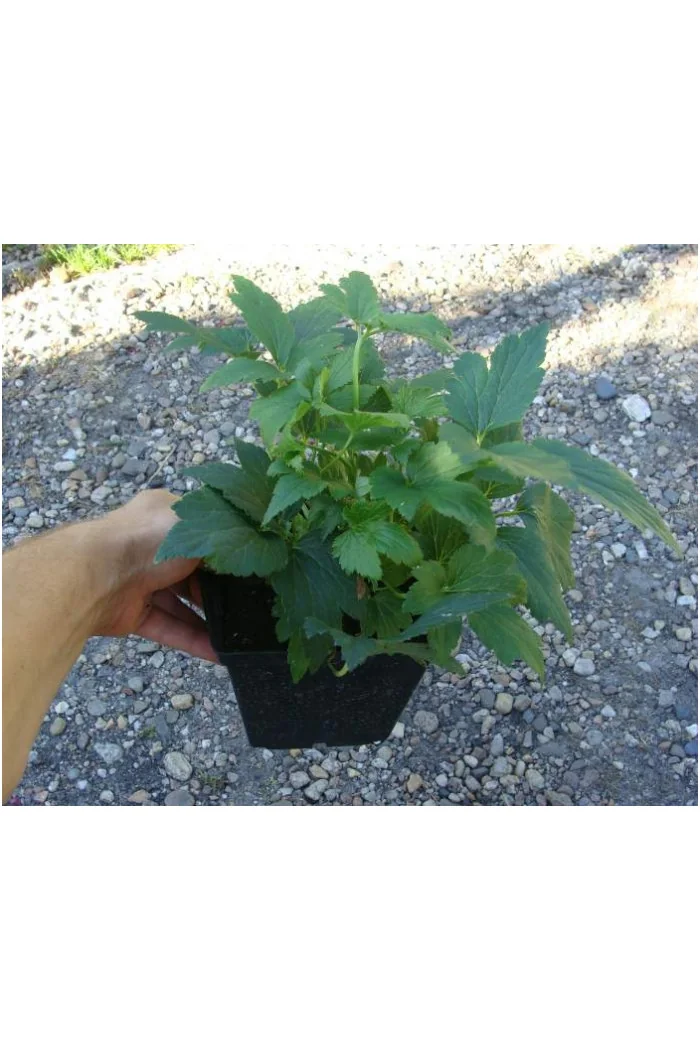 Zawilec japoński 'Praecox' Anemone hupehensis