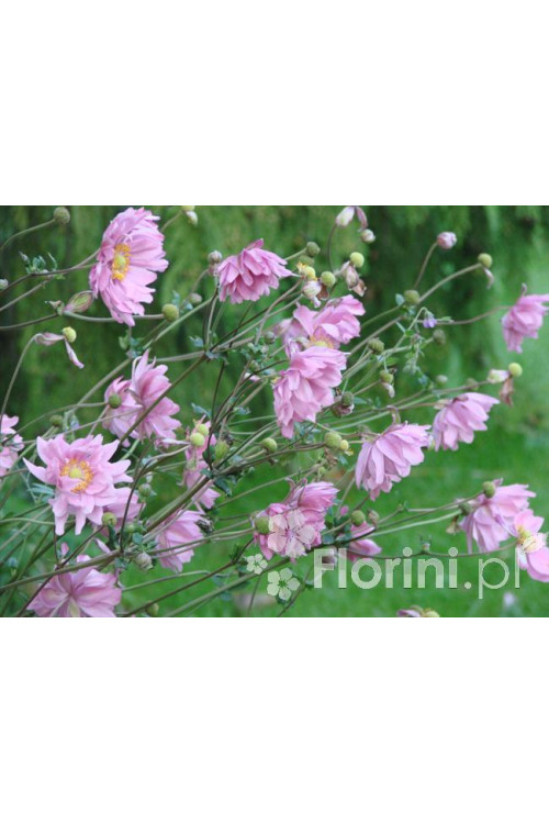 Zawilec japoński 'Prinz Heinrich' | Anemone hupehensis