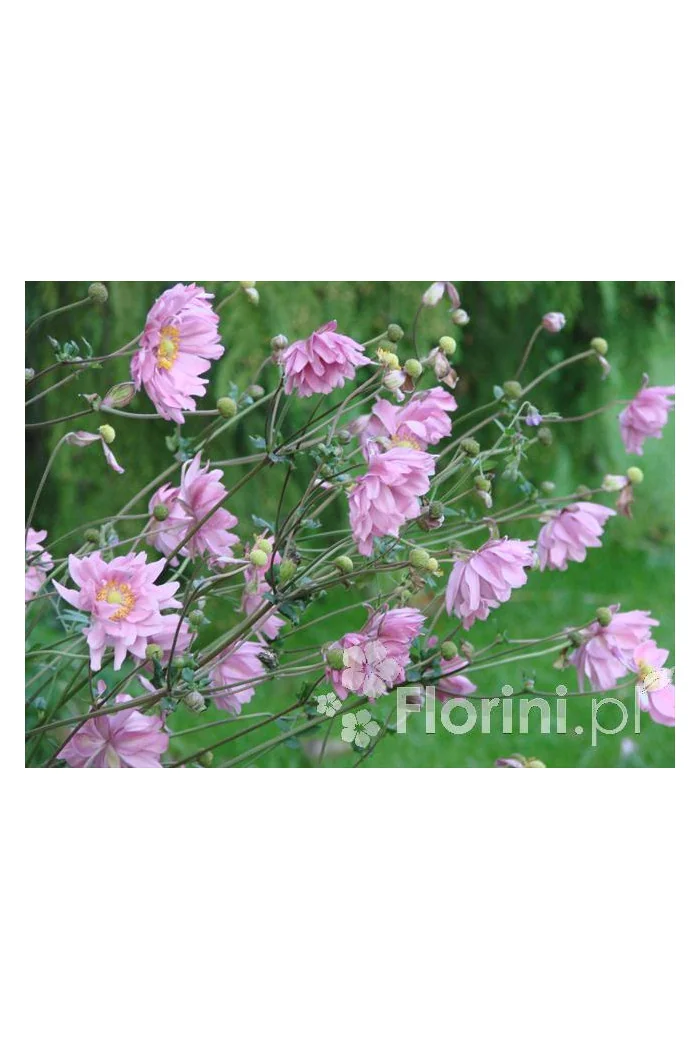 Zawilec japoński 'Prinz Heinrich' | Anemone hupehensis