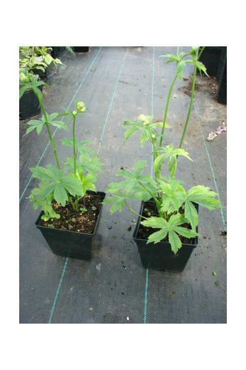 Jarzmianka większa 'Sunningdale Variegated' Astrantia major