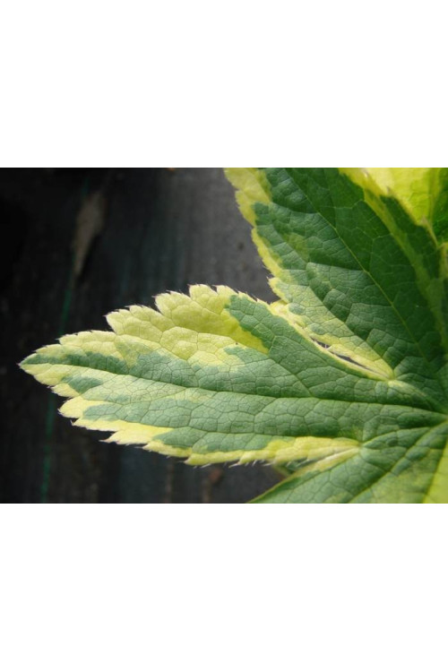 Jarzmianka większa 'Sunningdale Variegated' Astrantia major