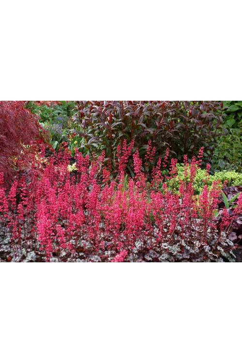 Żurawka 'Rave On' Heuchera