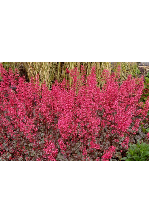 Żurawka 'Rave On' Heuchera