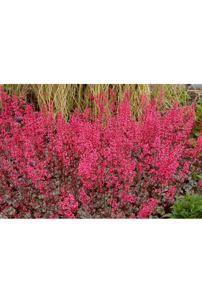 Żurawka 'Rave On' Heuchera