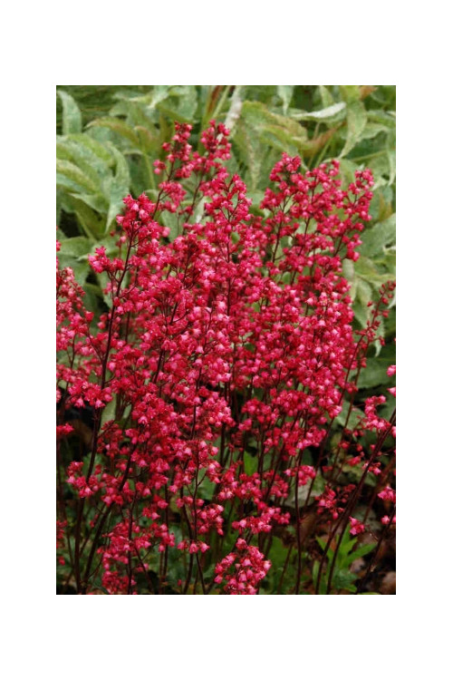 Żurawka 'Rave On' Heuchera