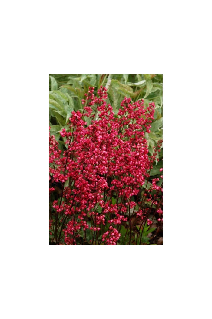 Żurawka 'Rave On' Heuchera