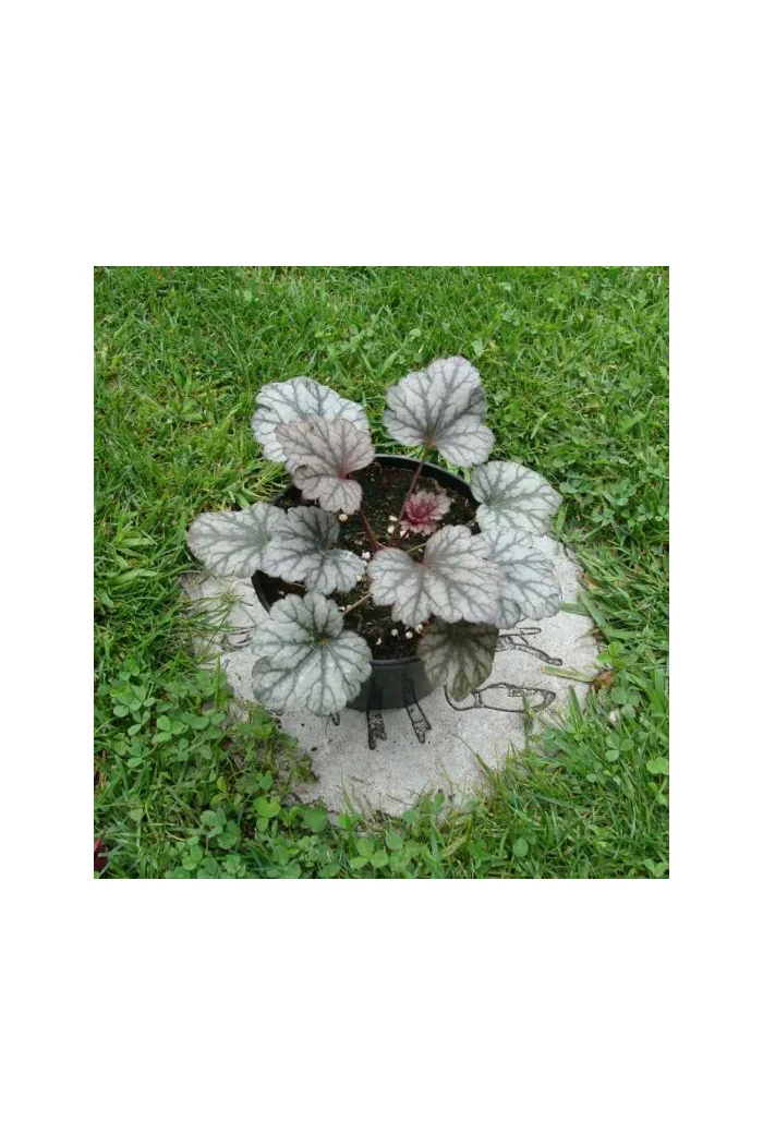 Żurawka 'Rave On' Heuchera