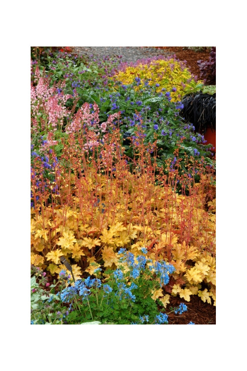 Żurawka 'Ginger Ale' Heuchera