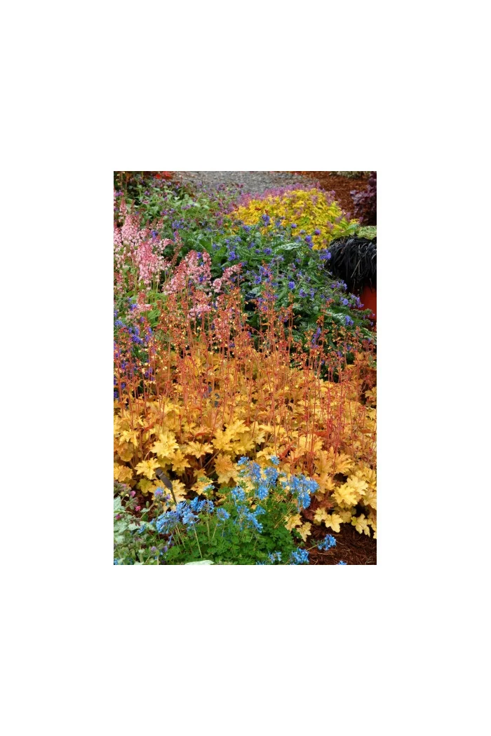 Żurawka 'Ginger Ale' Heuchera