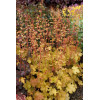Żurawka 'Ginger Ale' Heuchera