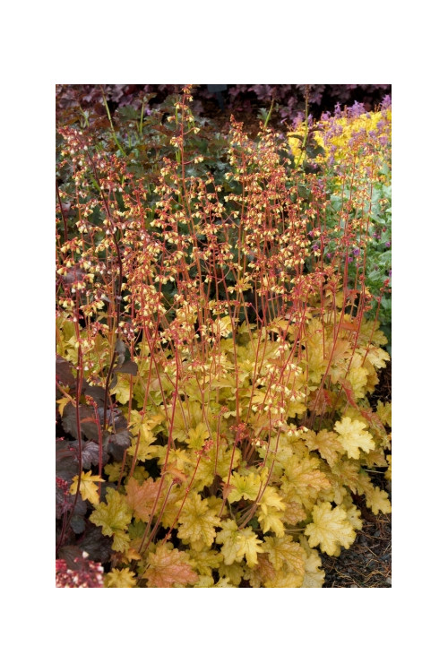 Żurawka 'Ginger Ale' Heuchera