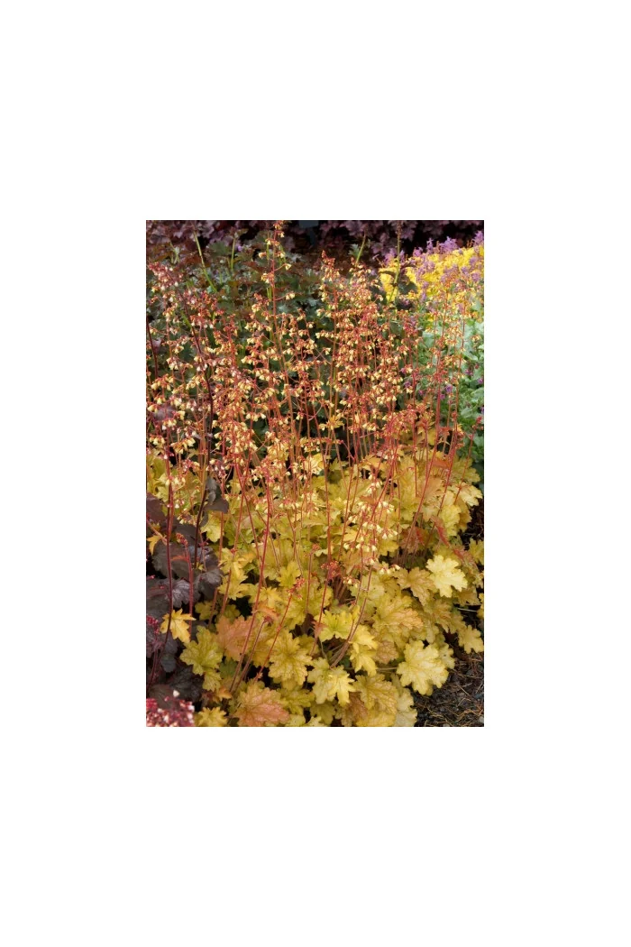 Żurawka 'Ginger Ale' Heuchera