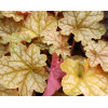 Żurawka 'Ginger Ale' Heuchera