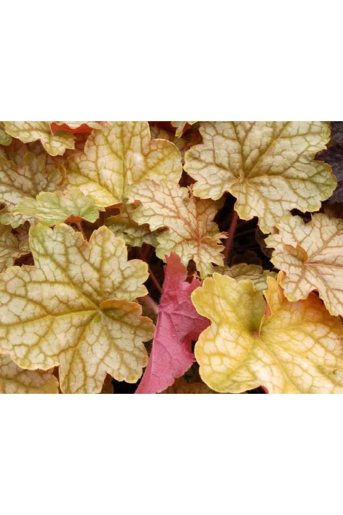 Żurawka 'Ginger Ale' Heuchera