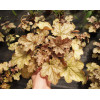 Żurawka 'Ginger Ale' Heuchera
