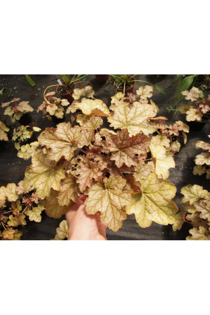 Żurawka 'Ginger Ale' Heuchera