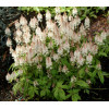 tiarella